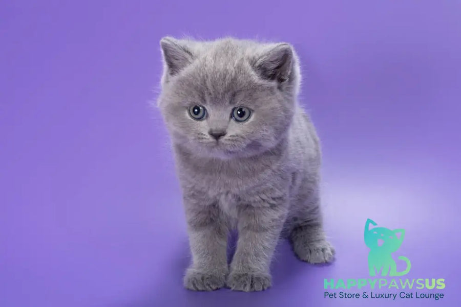 Pascal British Shorthair male blue - live animals