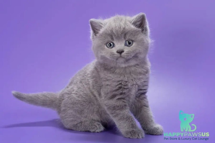 Pascal British Shorthair male blue - live animals