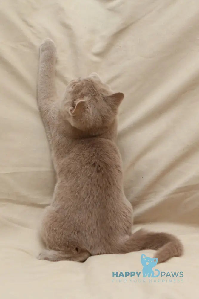 Pascal British Shorthair male fawn live animals