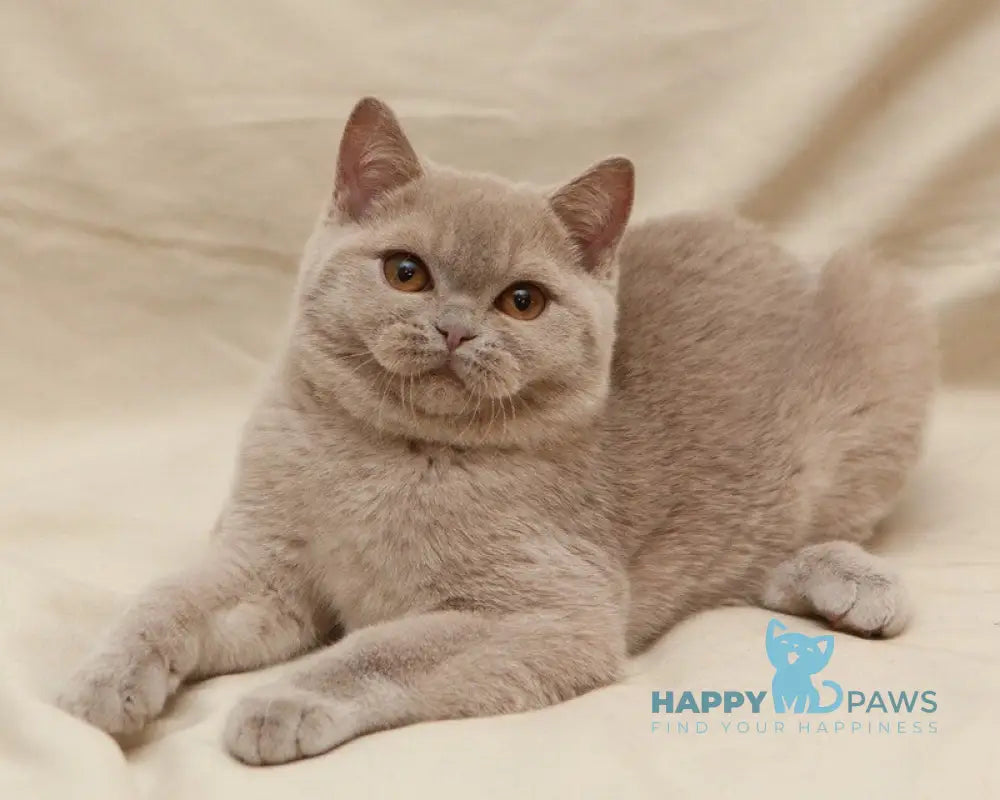 Pascal British Shorthair male fawn live animals