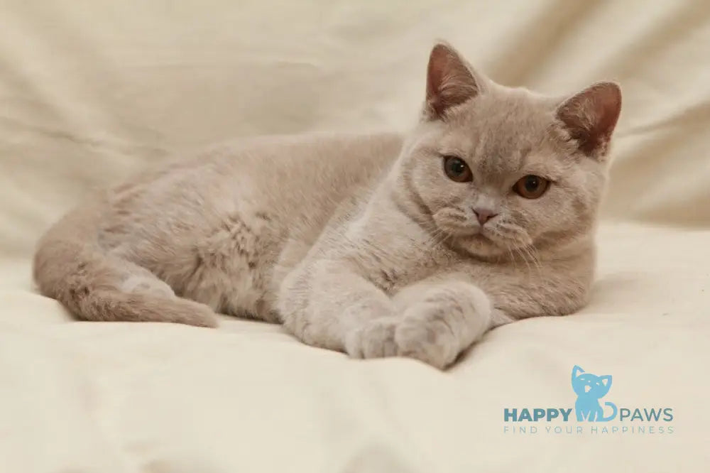 Pascal British Shorthair male fawn live animals