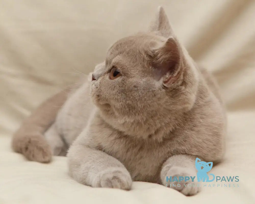 Pascal British Shorthair male fawn live animals