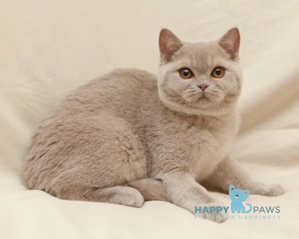 Pascal British Shorthair male fawn live animals