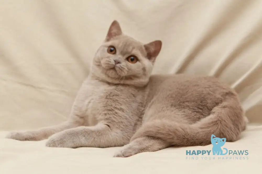 Pascal British Shorthair male fawn live animals