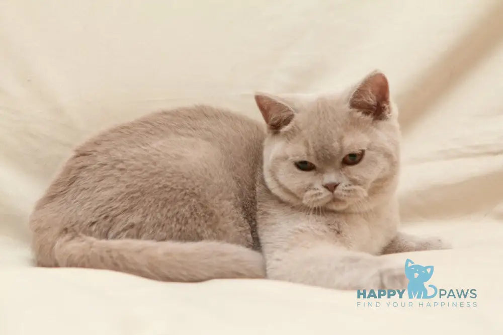 Pascal British Shorthair male fawn live animals