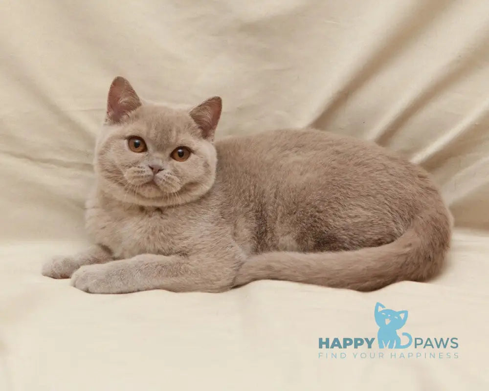 Pascal British Shorthair male fawn live animals