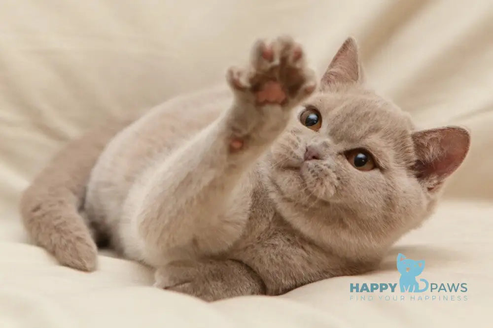 Pascal British Shorthair male fawn live animals