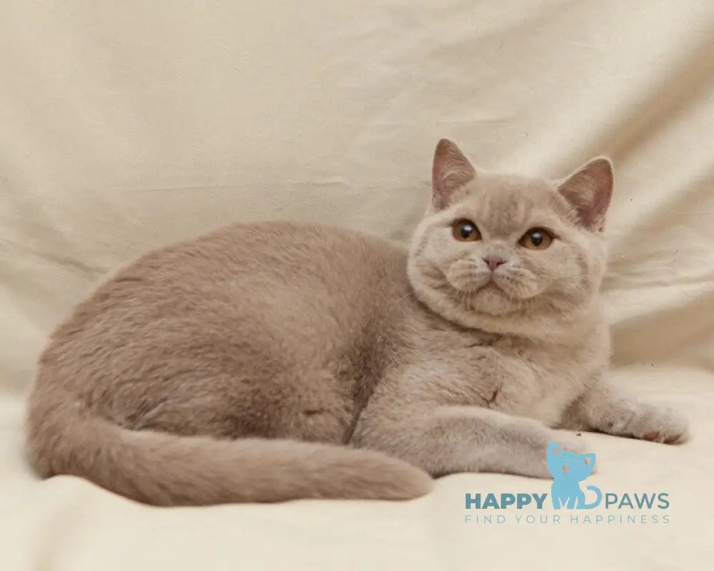 Pascal British Shorthair male fawn live animals