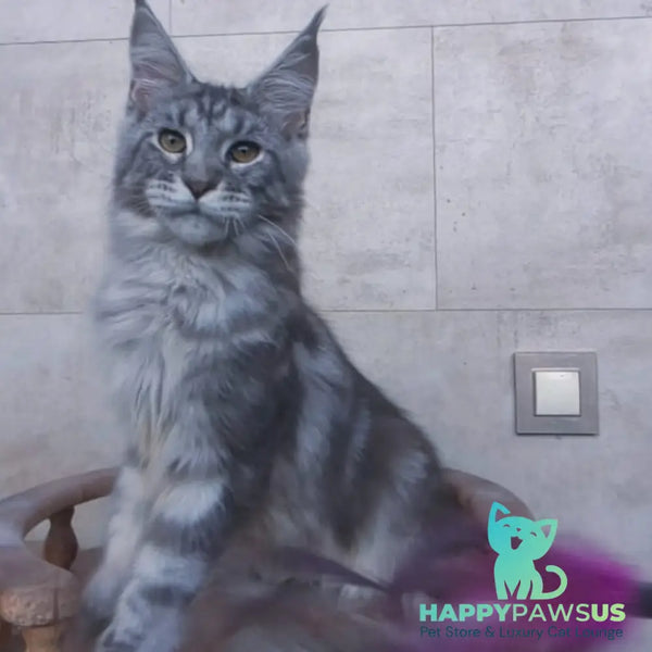 Pascal Maine Coon male blue silver tabby - live animals
