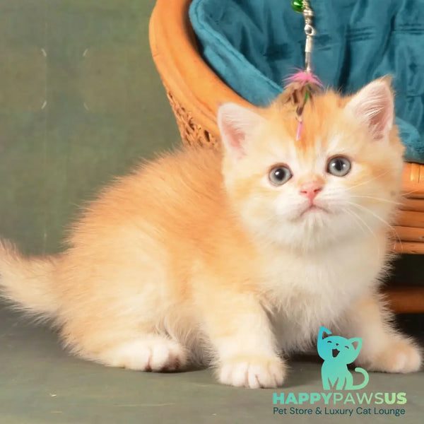 Pashtet British Shorthair male cinnamon golden chinchilla - live animals