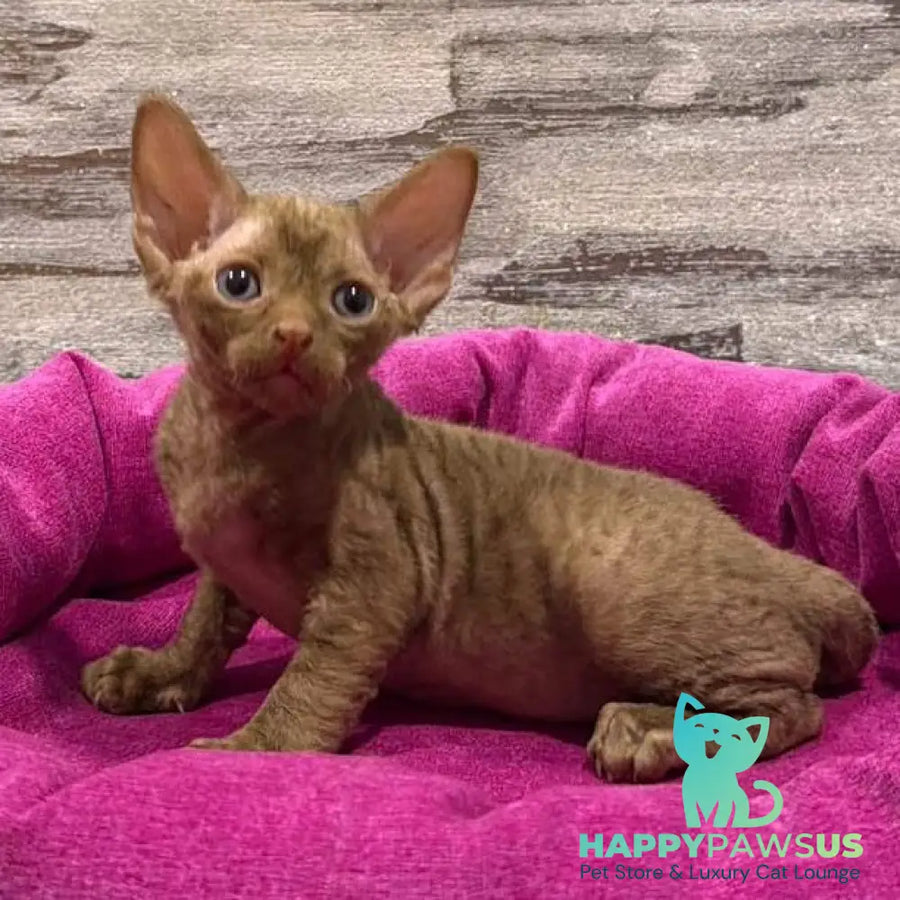 Paskal Devon Rex male cinnamon - live animals