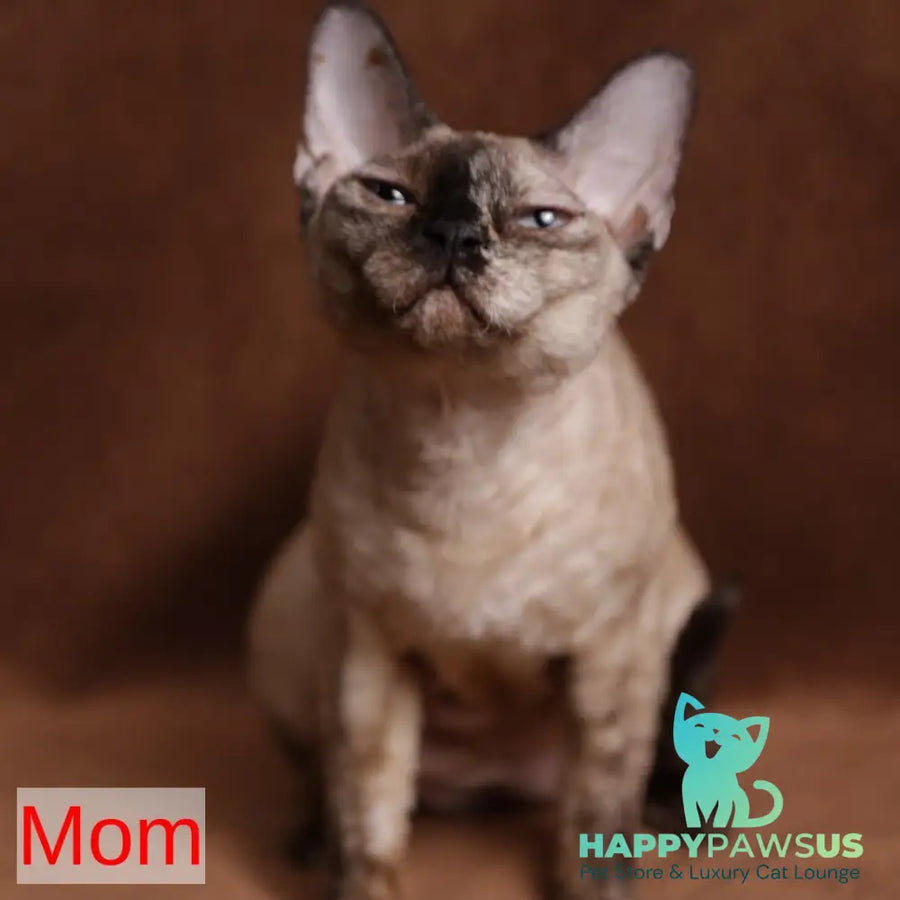 Paskal Devon Rex male cinnamon - live animals