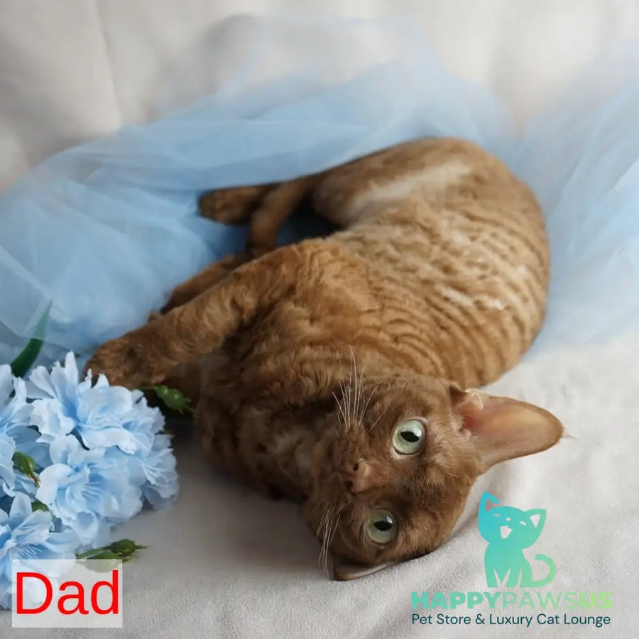 Paskal Devon Rex male cinnamon - live animals