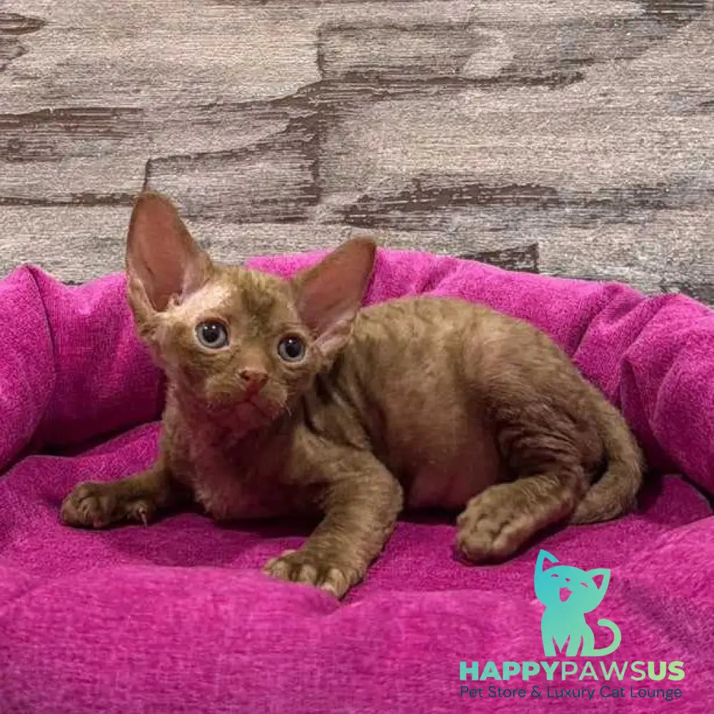 Paskal Devon Rex male cinnamon - live animals
