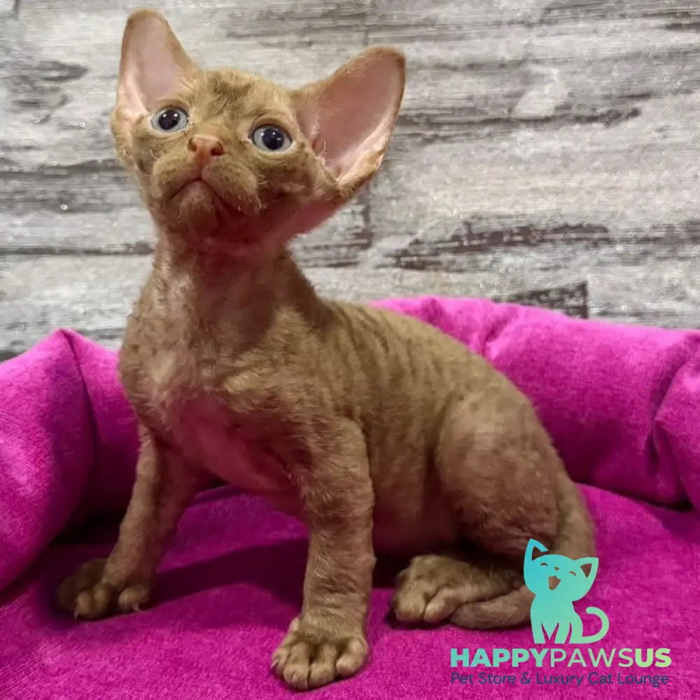 Paskal Devon Rex male cinnamon - live animals