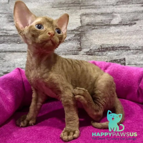 Paskal Devon Rex male cinnamon - live animals