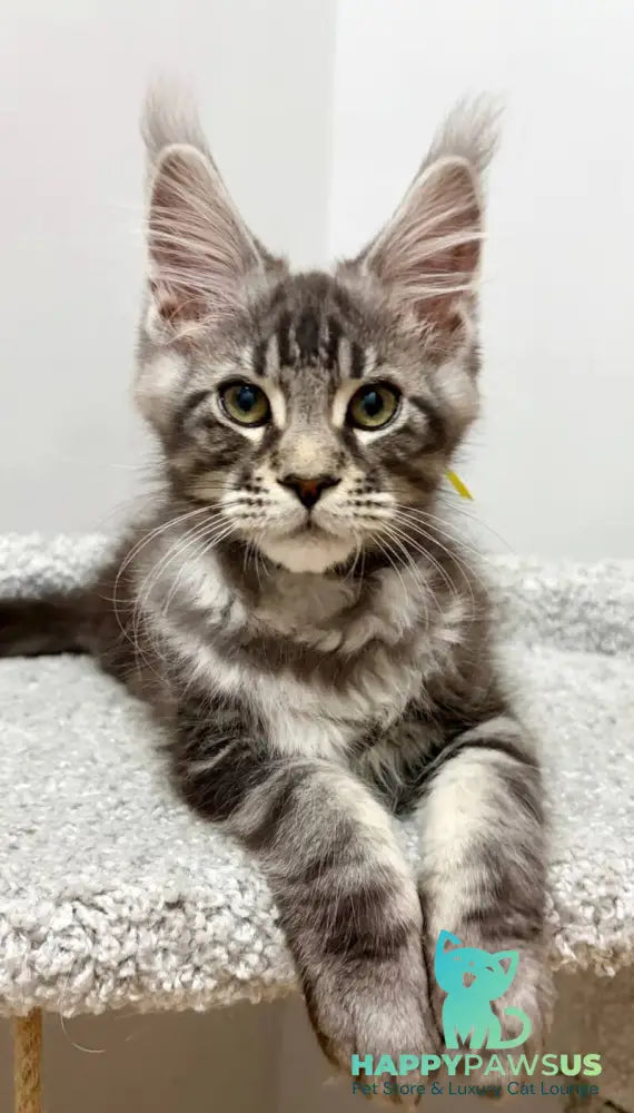 Paskal Maine Coon male black silver tabby live animals