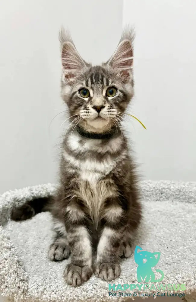 Paskal Maine Coon male black silver tabby live animals