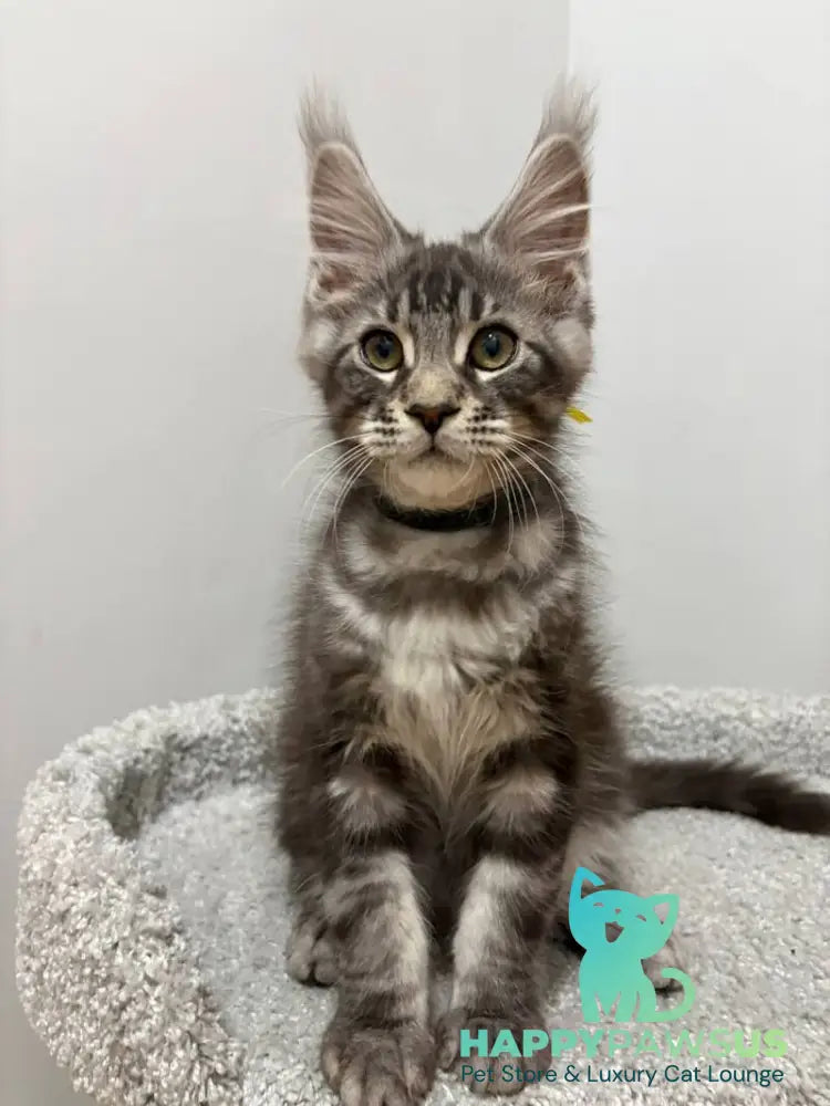 Paskal Maine Coon male black silver tabby live animals