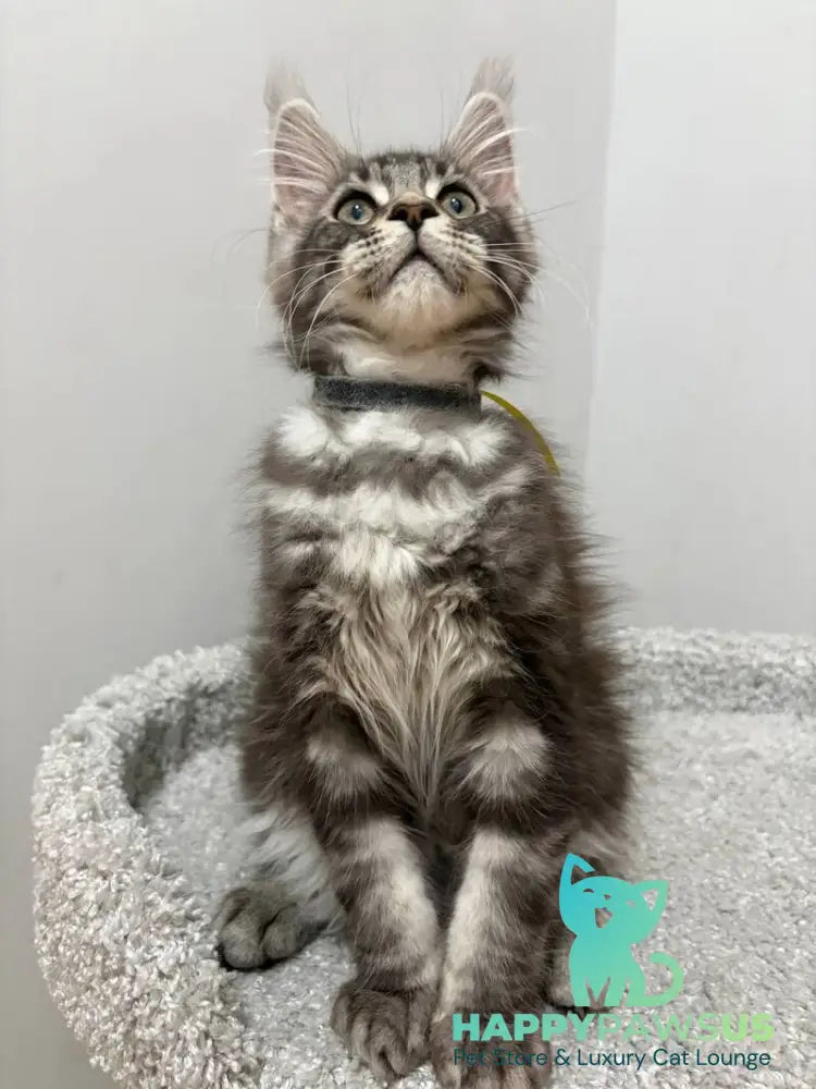 Paskal Maine Coon male black silver tabby live animals