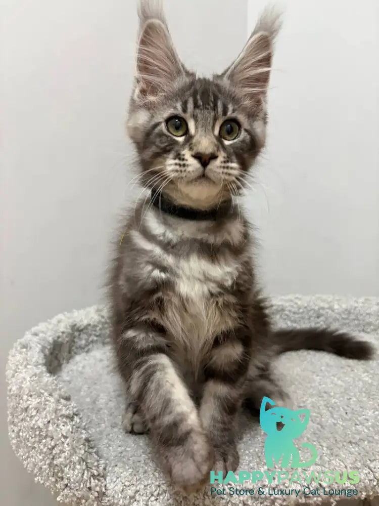 Paskal Maine Coon male black silver tabby live animals