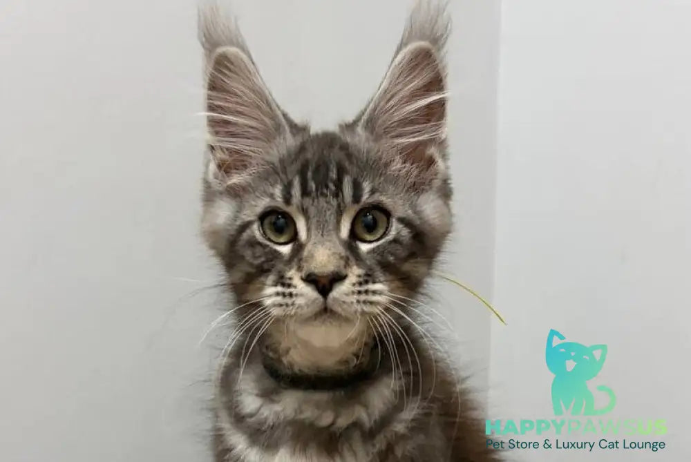 Paskal Maine Coon male black silver tabby live animals