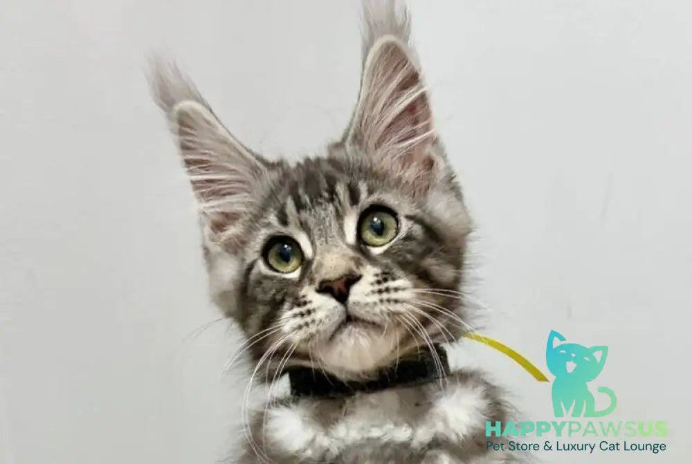 Paskal Maine Coon male black silver tabby live animals