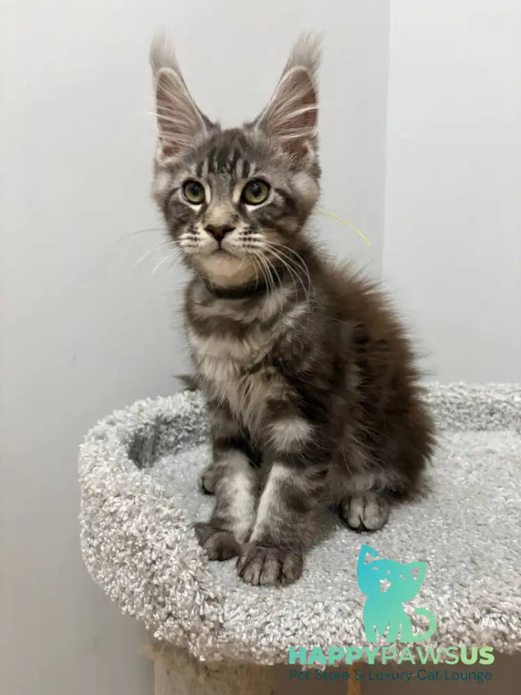 Paskal Maine Coon male black silver tabby live animals