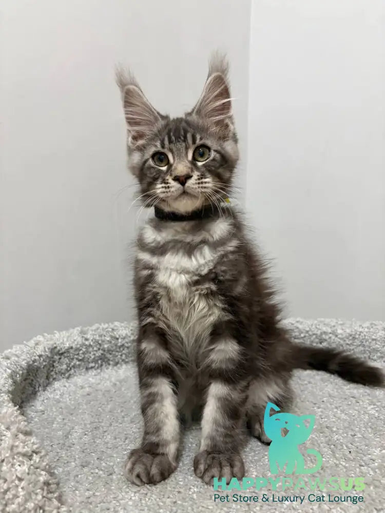 Paskal Maine Coon male black silver tabby live animals