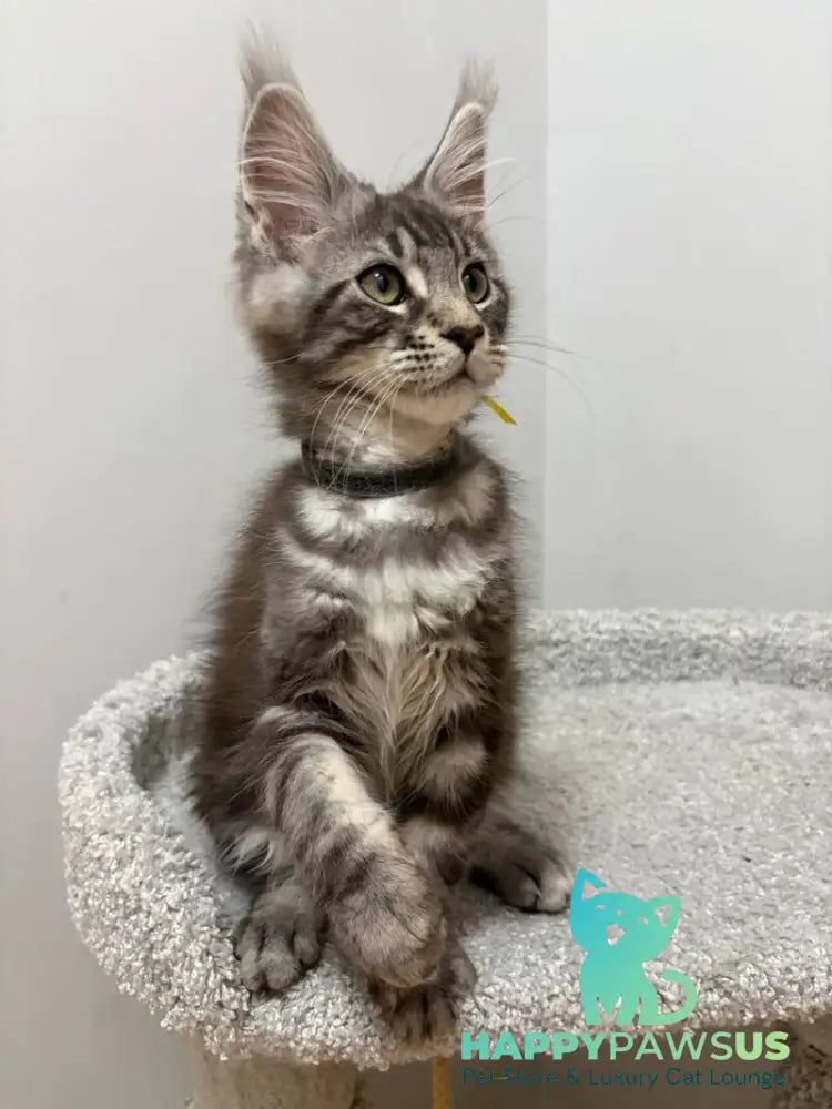 Paskal Maine Coon male black silver tabby live animals