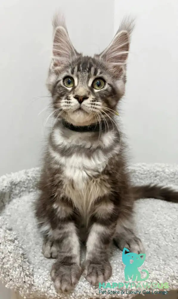 Paskal Maine Coon male black silver tabby live animals
