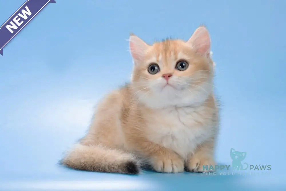 Pasy British Longhair female black golden shaded live animals