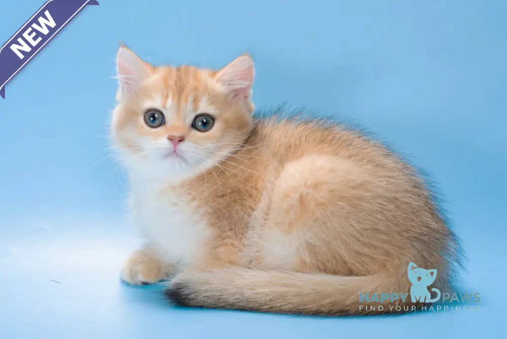 Pasy British Longhair female black golden shaded live animals