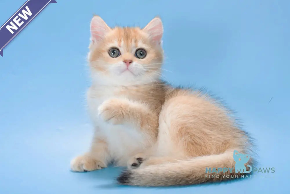 Pasy British Longhair female black golden shaded live animals