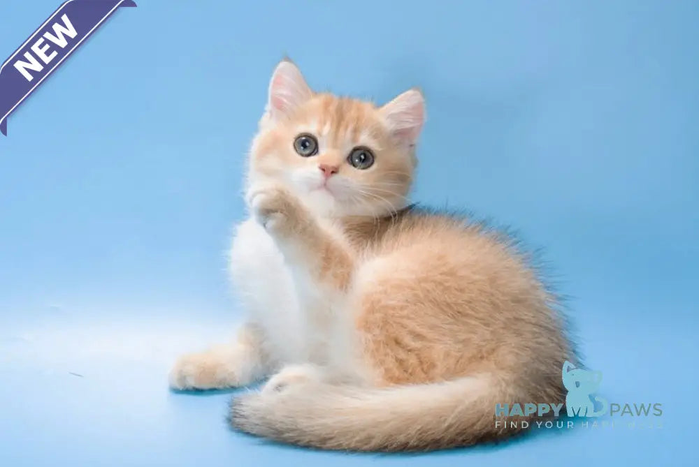 Pasy British Longhair female black golden shaded live animals