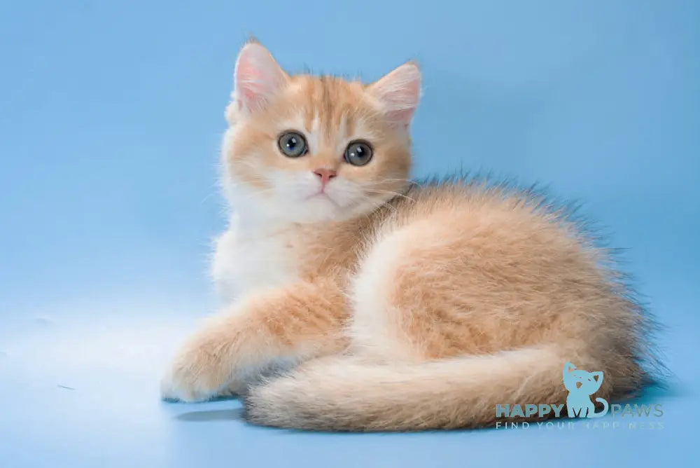 Pasy British Longhair female black golden shaded live animals