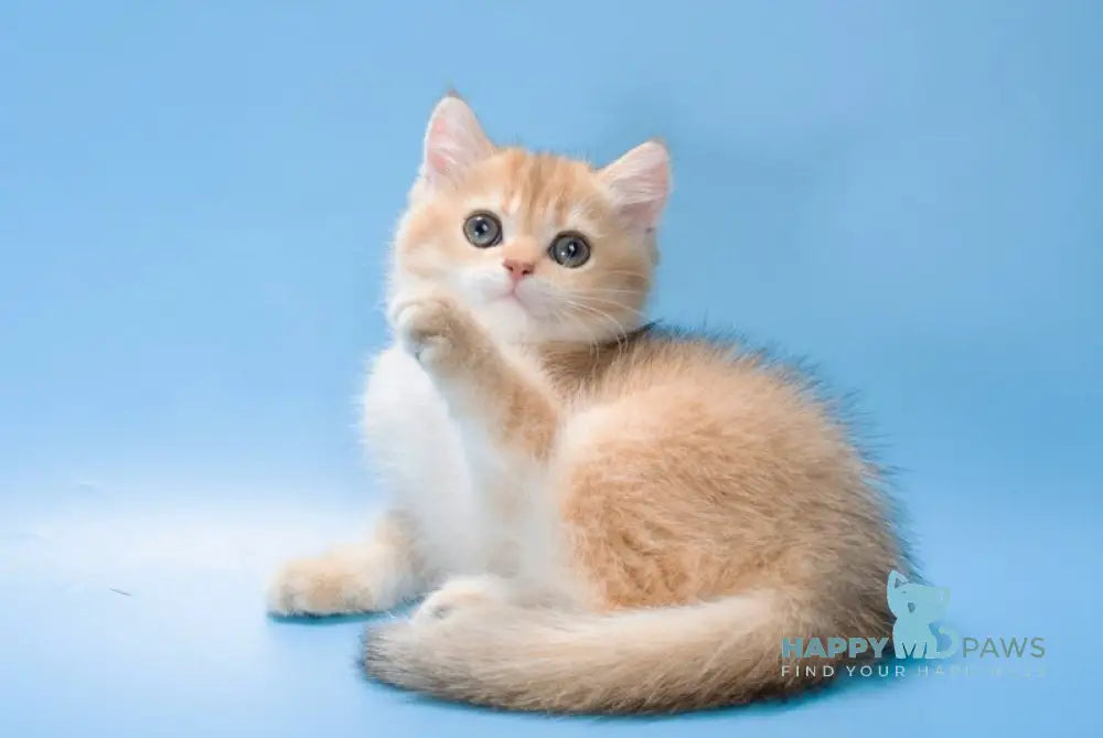 Pasy British Longhair female black golden shaded live animals