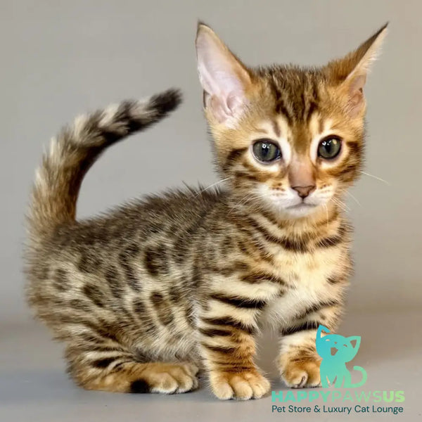 Patch Munchkin male black golden spotted tabby - live animals