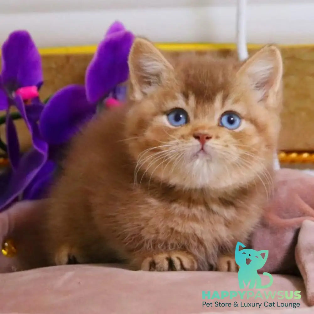 Patens British Shorthair male cinnamon ticked tabby - live animals
