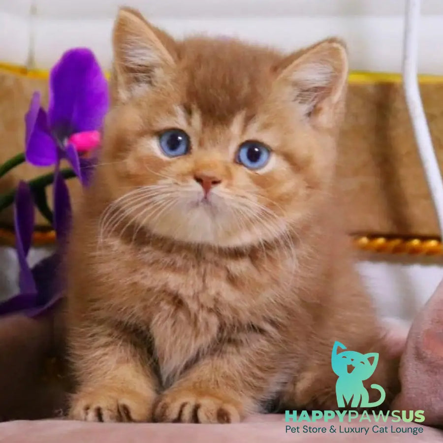 Patens British Shorthair male cinnamon ticked tabby - live animals