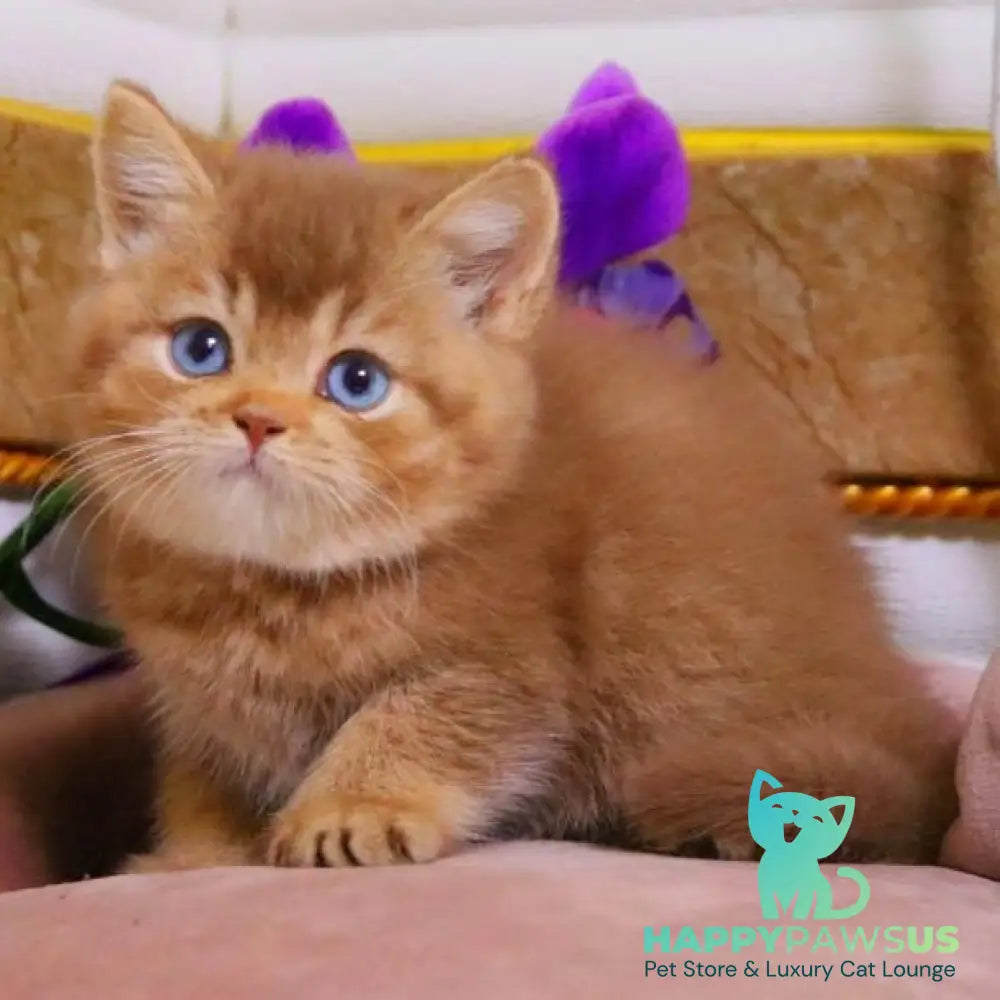 Patens British Shorthair male cinnamon ticked tabby - live animals