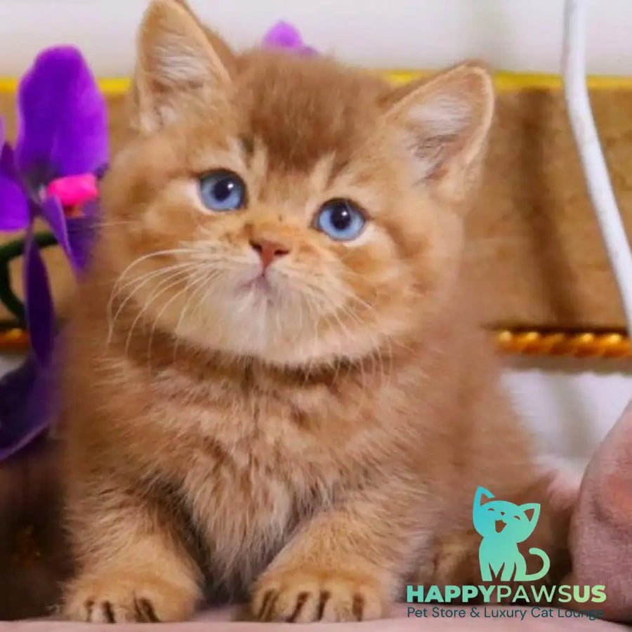 Patens British Shorthair male cinnamon ticked tabby - live animals