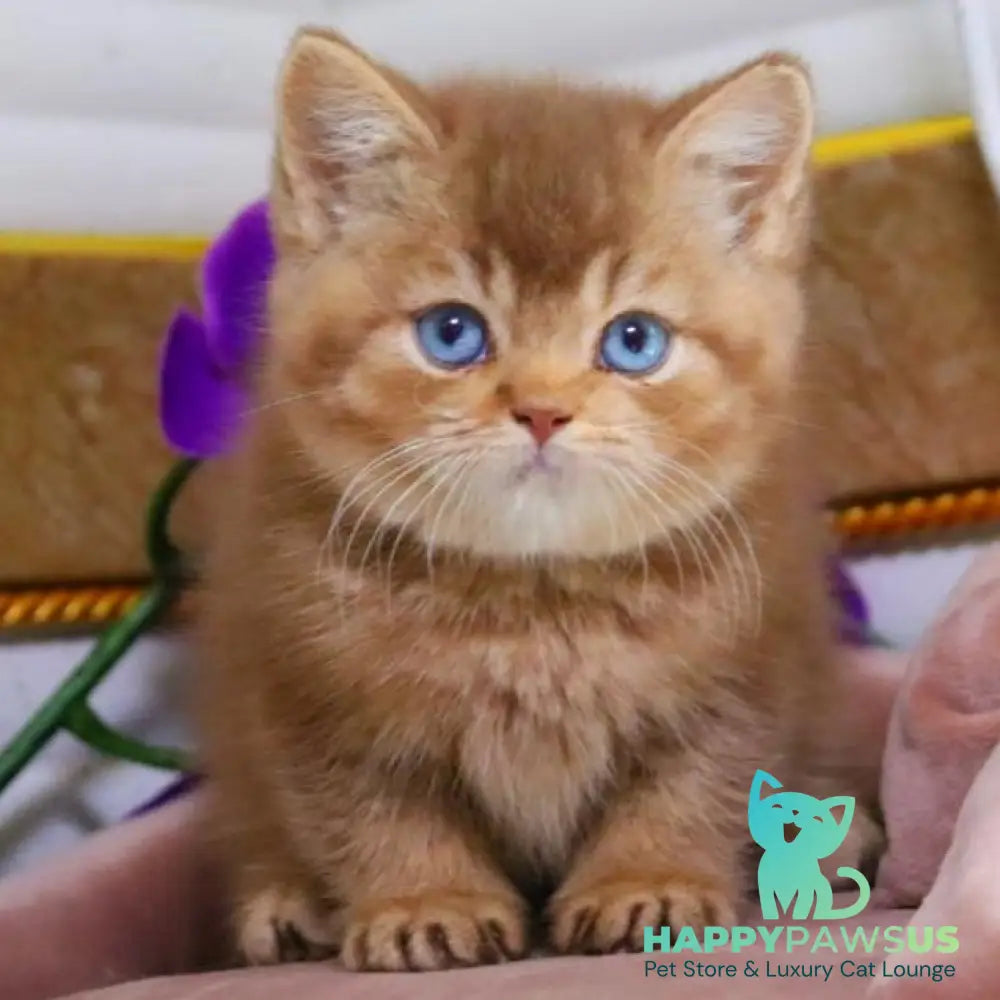 Patens British Shorthair male cinnamon ticked tabby - live animals
