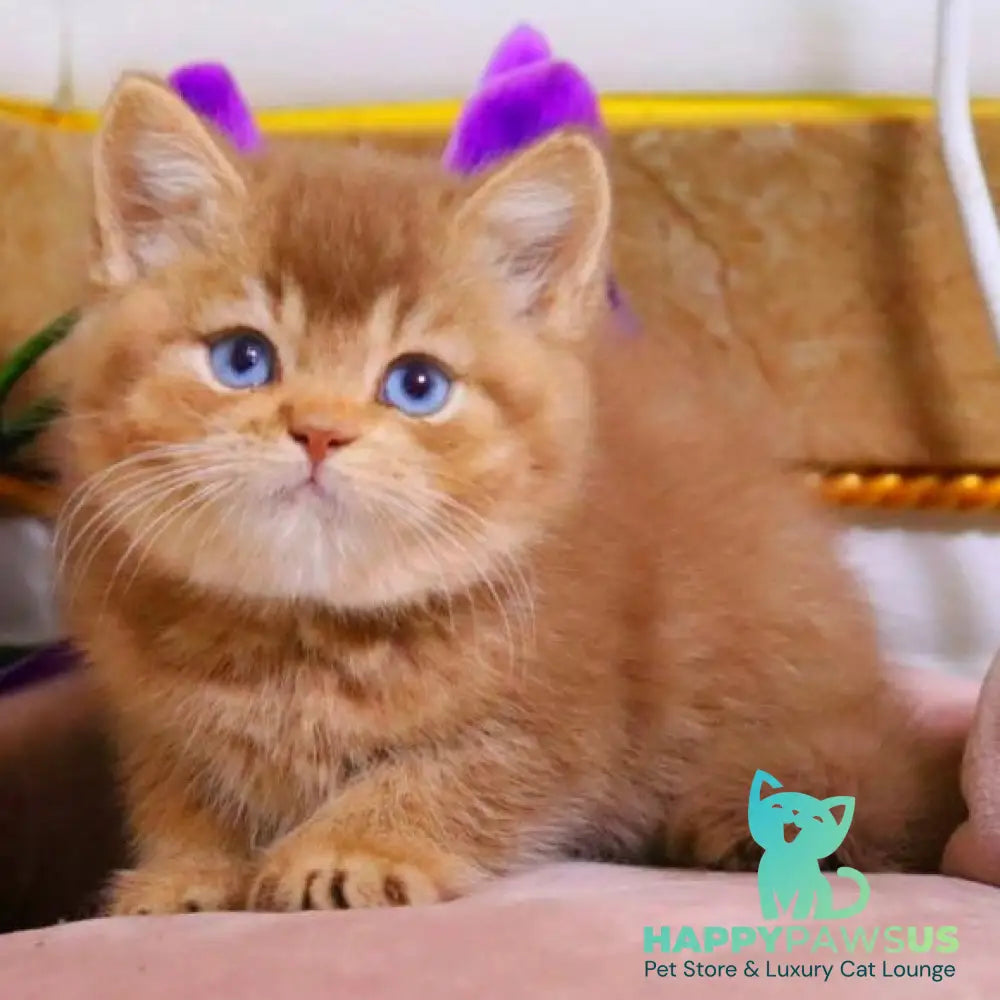 Patens British Shorthair male cinnamon ticked tabby - live animals