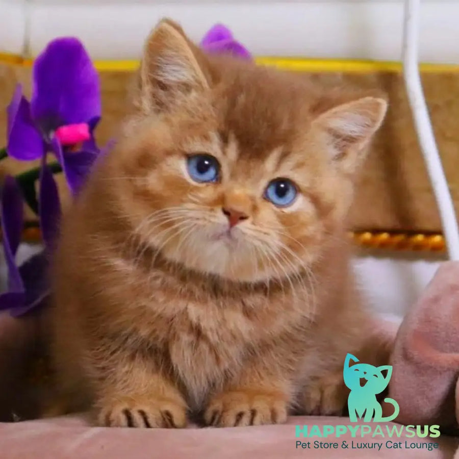 Patens British Shorthair male cinnamon ticked tabby - live animals