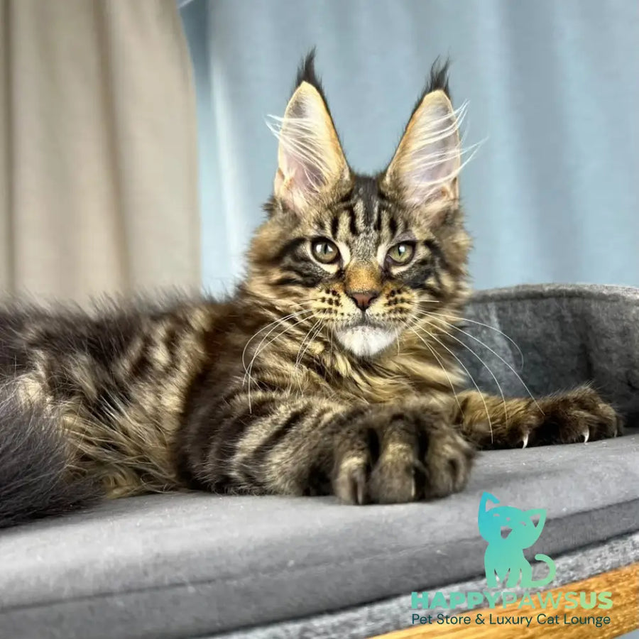 Pathos Maine Coon male black tabby - live animals