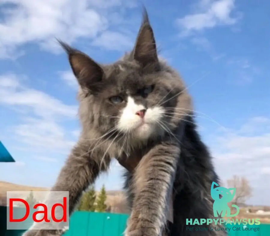 Pathos Maine Coon male black tabby - live animals