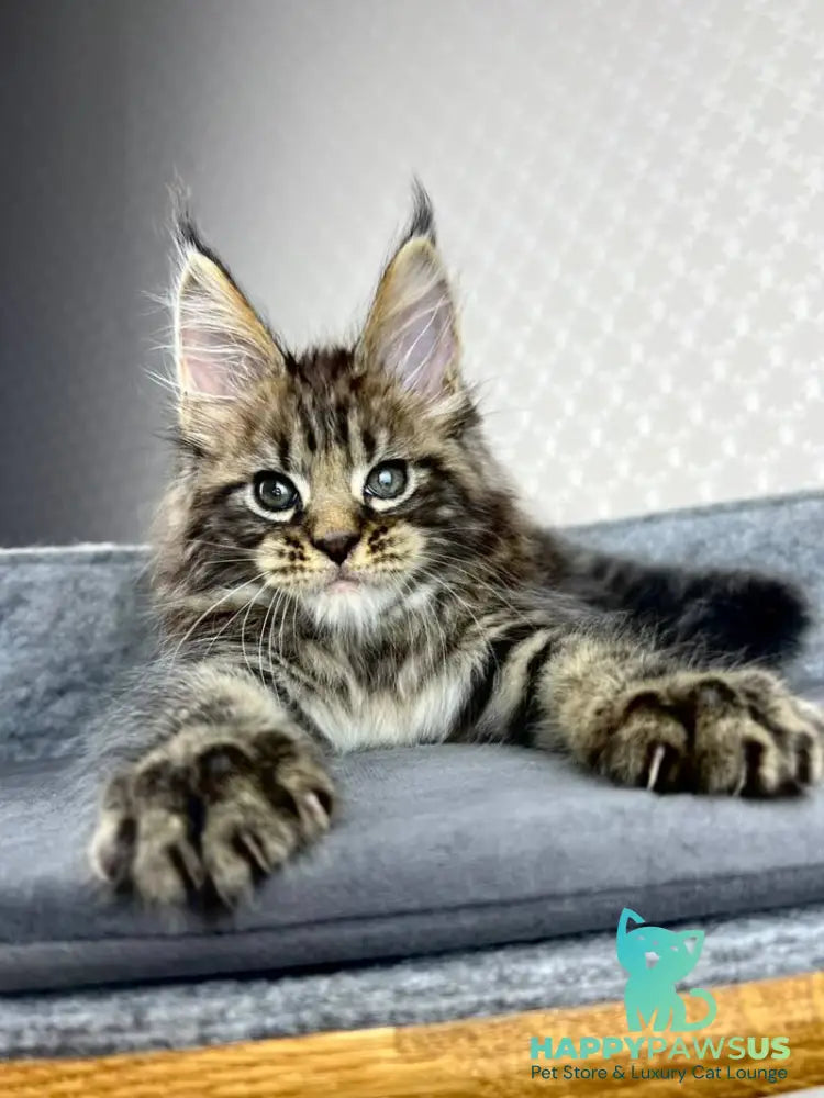 Pathos Maine Coon male black tabby - live animals