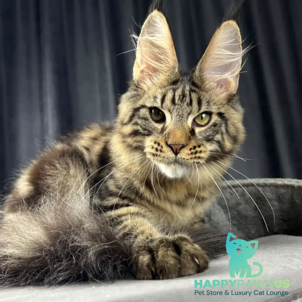 Pathos Maine Coon male black tabby - live animals