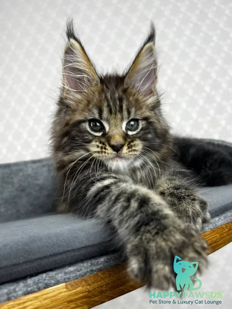 Pathos Maine Coon male black tabby - live animals